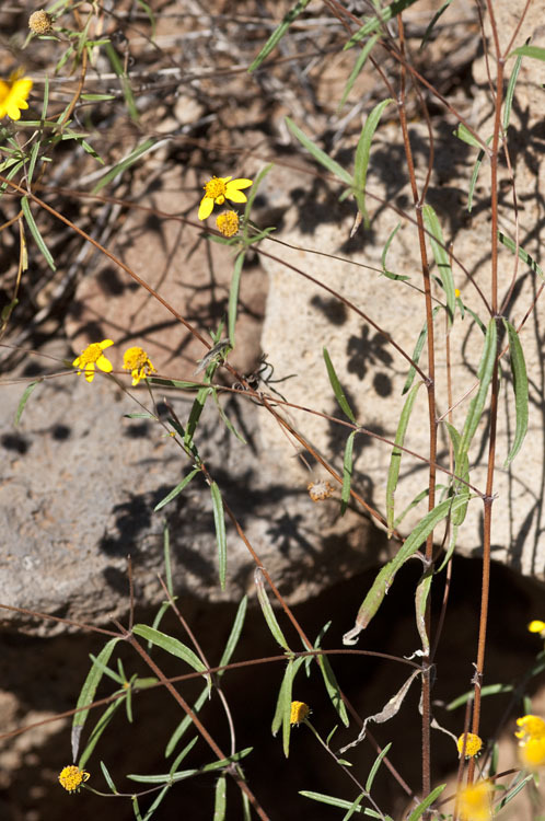 Sivun Heliomeris longifolia Cockerell kuva