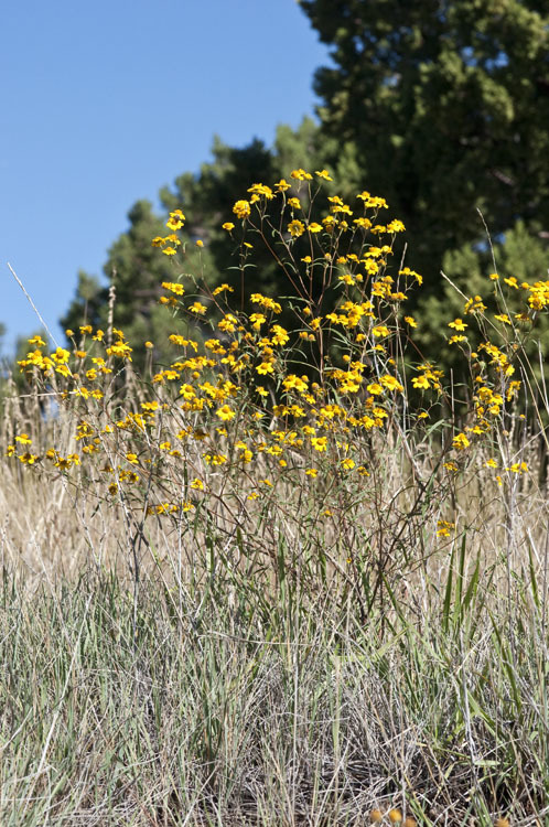 Sivun Heliomeris longifolia Cockerell kuva