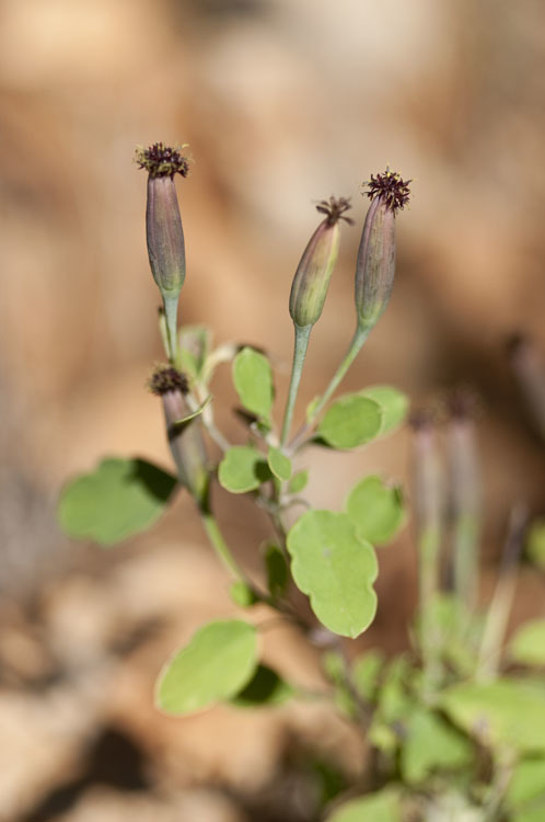 صورة Porophyllum ruderale (Jacq.) Cass.