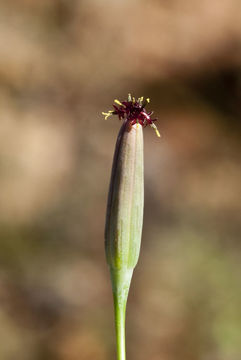 Image of yerba porosa