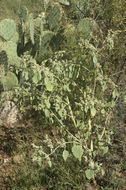 Image of annual monsterwort