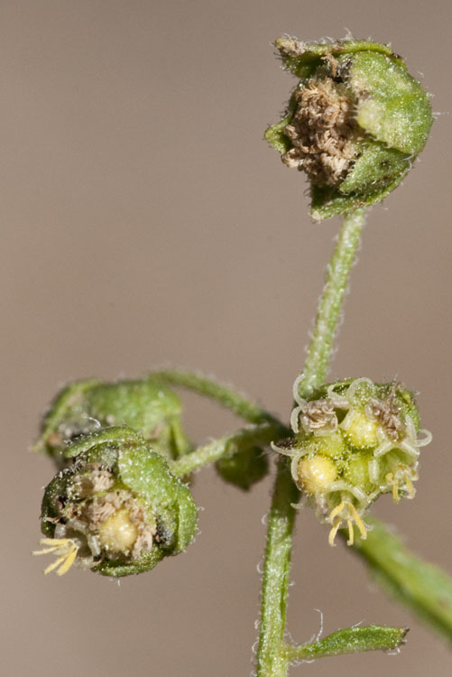 Image de Hedosyne ambrosiifolia (A. Gray) Strother