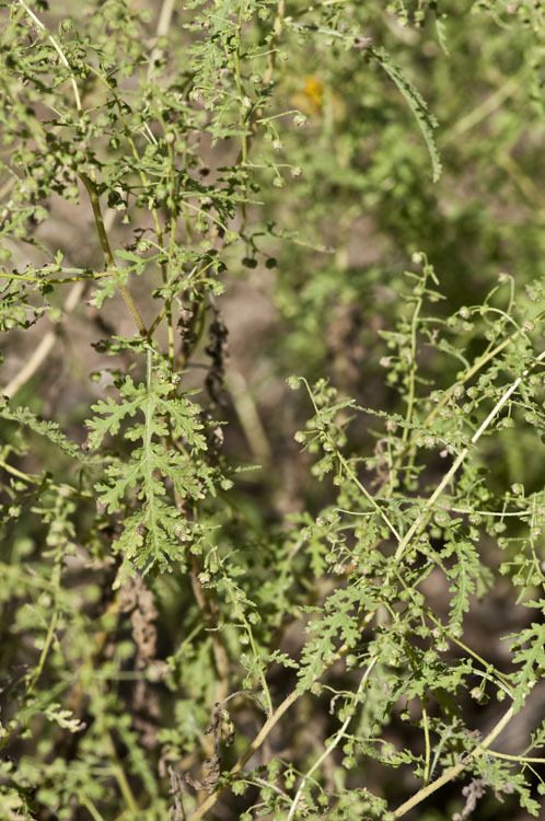 Image de Hedosyne ambrosiifolia (A. Gray) Strother