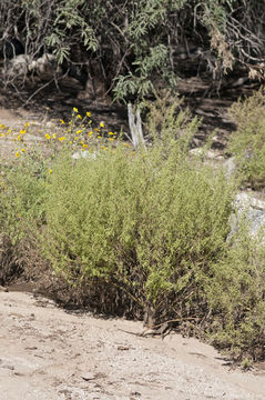 Image of ragged marsh-elder