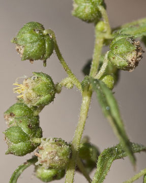 Image of ragged marsh-elder