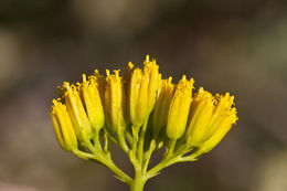 Image of Clasping Yellowtops