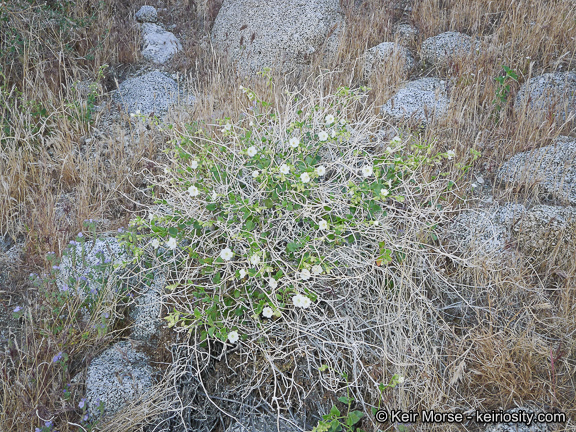 Imagem de Mirabilis laevis var. retrorsa (A. Heller) Jeps.