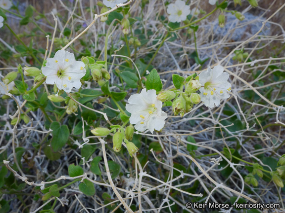 Imagem de Mirabilis laevis var. retrorsa (A. Heller) Jeps.