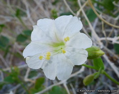 Imagem de Mirabilis laevis var. retrorsa (A. Heller) Jeps.