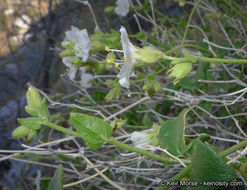 Imagem de Mirabilis laevis var. retrorsa (A. Heller) Jeps.