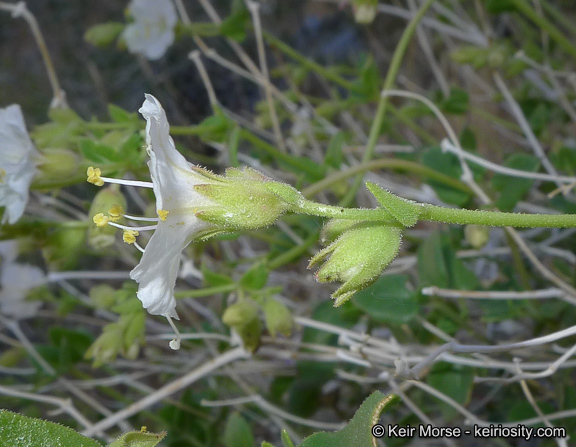 Imagem de Mirabilis laevis var. retrorsa (A. Heller) Jeps.