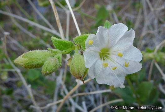 Image of wishbone-bush