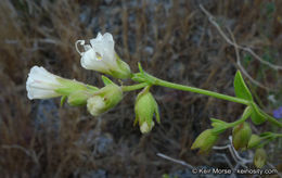 Imagem de Mirabilis laevis var. retrorsa (A. Heller) Jeps.