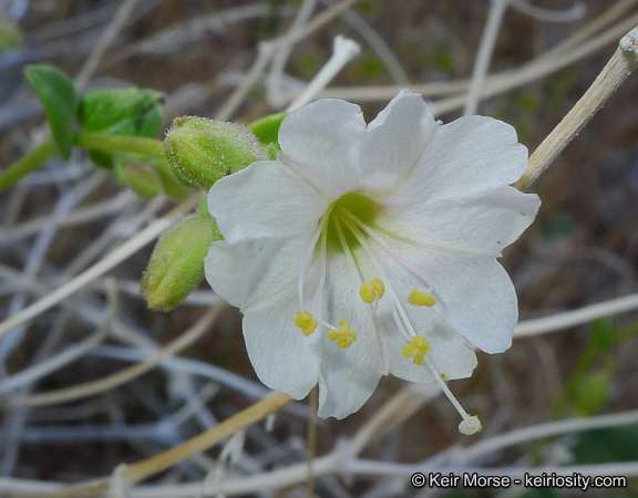 Imagem de Mirabilis laevis var. retrorsa (A. Heller) Jeps.