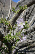 Imagem de Mirabilis laevis var. retrorsa (A. Heller) Jeps.