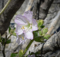 Imagem de Mirabilis laevis var. retrorsa (A. Heller) Jeps.