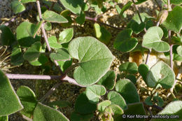 Image of desert wishbone-bush