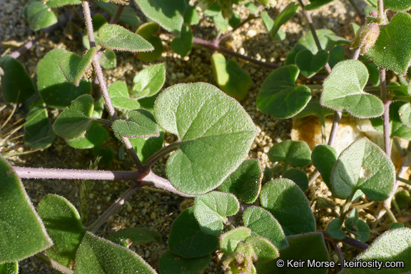 Image of desert wishbone-bush