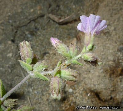 Image of desert wishbone-bush