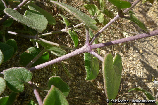 Image of desert wishbone-bush