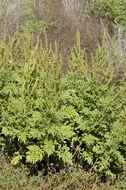 Image of weakleaf bur ragweed