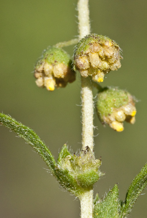 Image of weakleaf bur ragweed