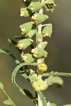 Image of Cuman ragweed