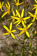 Image of broom-like ragwort