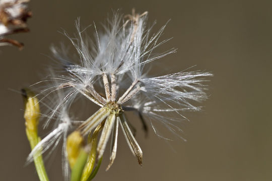 Image of broom-like ragwort