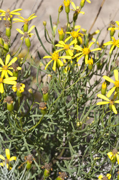 Image of broom-like ragwort