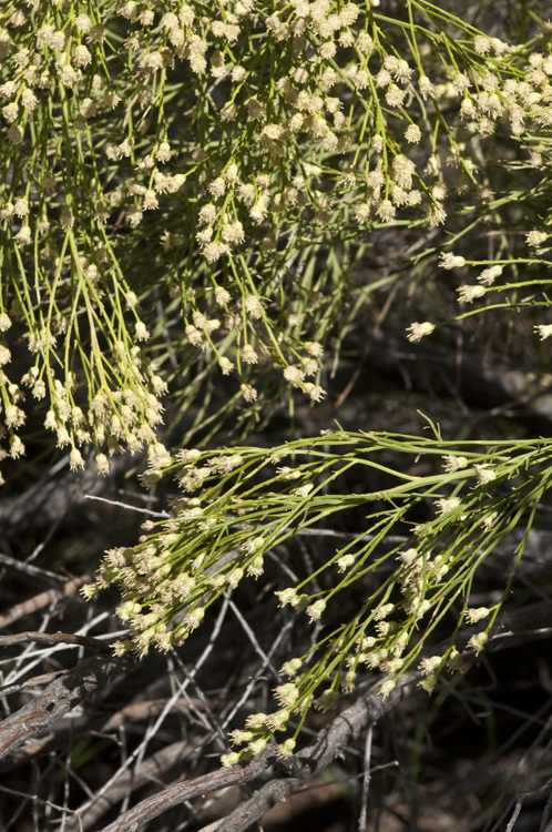 Image of desertbroom