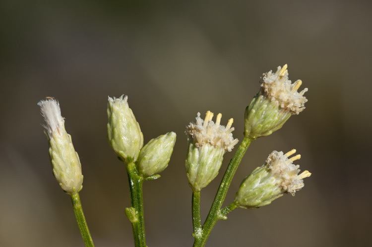 Image of desertbroom