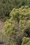 Image of desertbroom