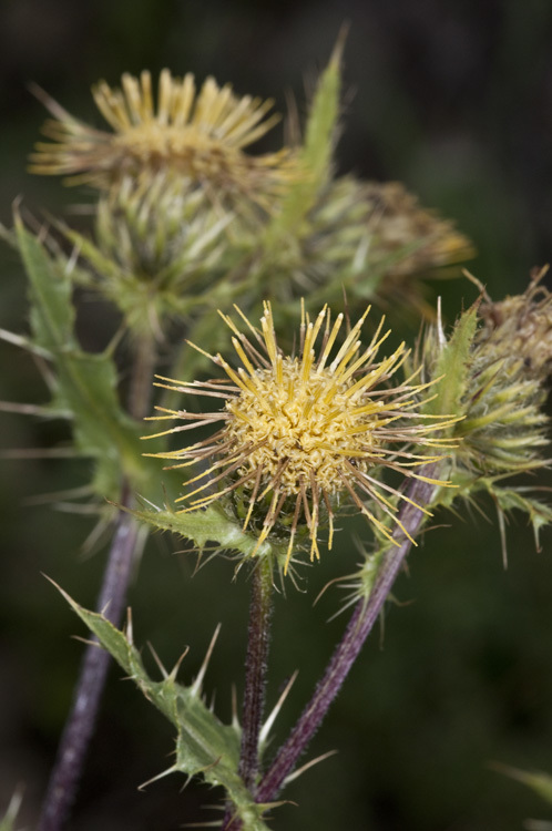 Plancia ëd Cirsium parryi (A. Gray) Petr.