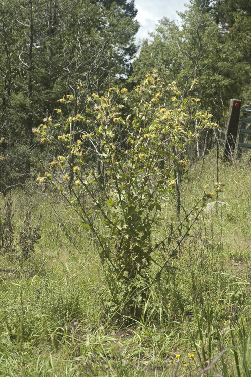 Plancia ëd Cirsium parryi (A. Gray) Petr.