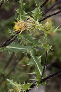 Plancia ëd Cirsium parryi (A. Gray) Petr.