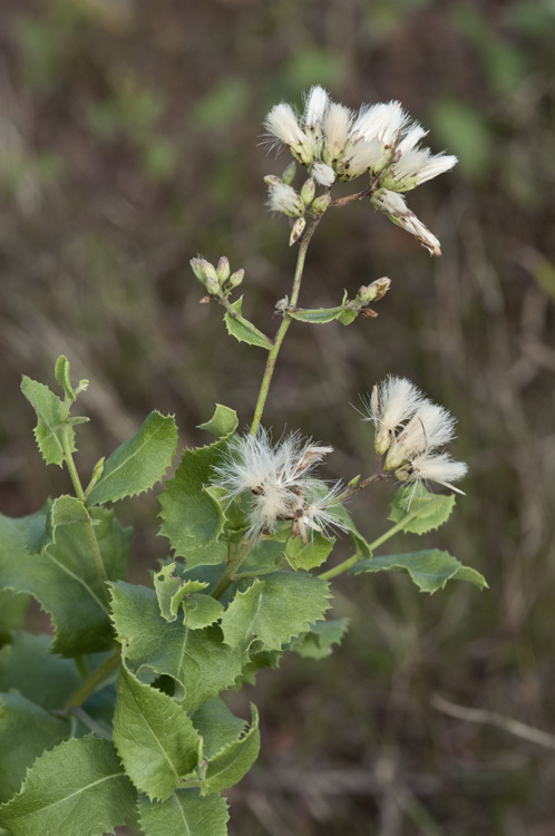 Plancia ëd Acourtia wrightii (A. Gray) Reveal & R. M. King