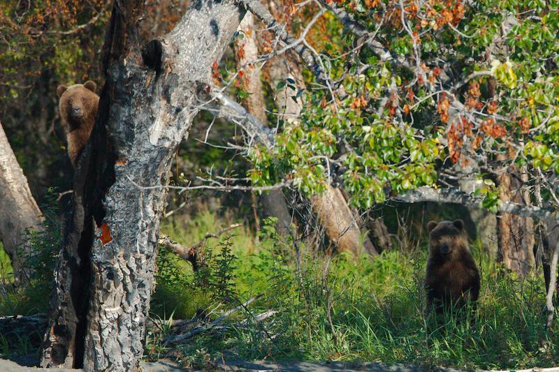 Image of Brown Bear