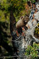 Image of Brown Bear