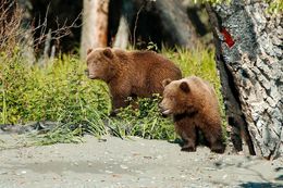 Image of Brown Bear