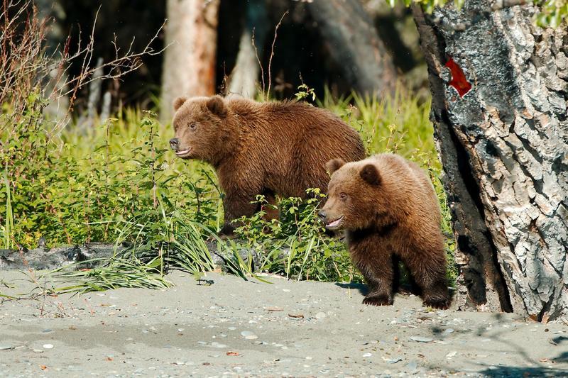 Image of Brown Bear