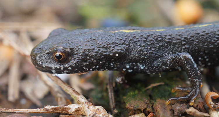 Plancia ëd Triturus dobrogicus (Kiritzescu 1903)