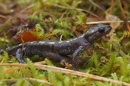 Image of Caucasian Salamander