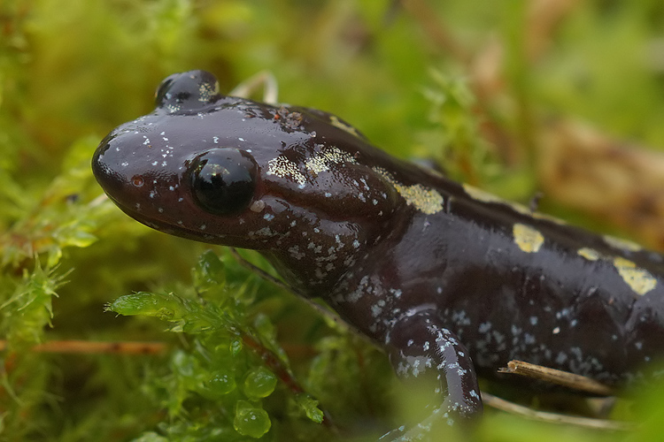 Image of Caucasian Salamander