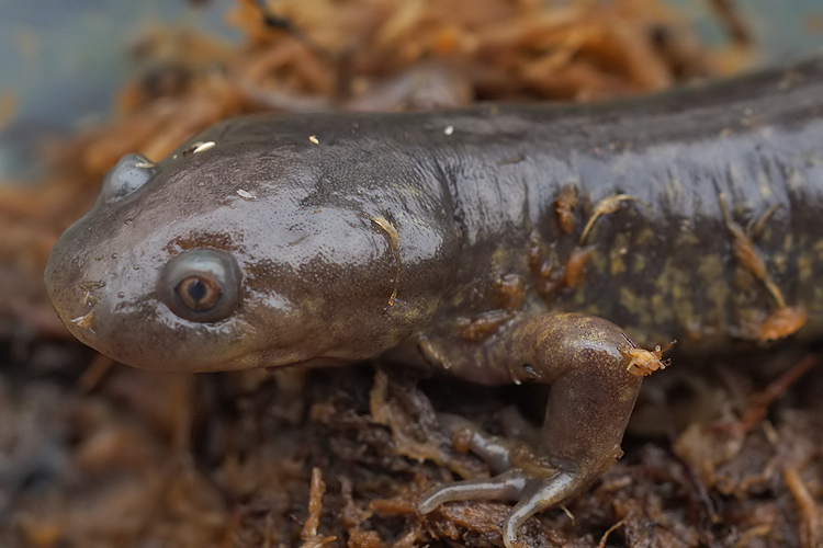 Image of Ambystoma rivulare (Taylor 1940)