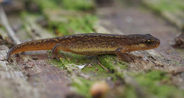 Image of Smooth Newt