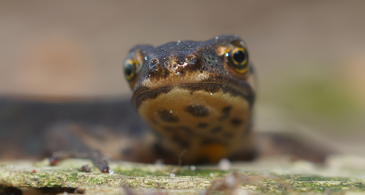 Image of Smooth Newt