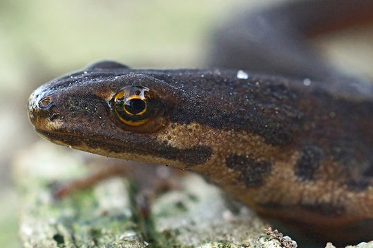 Image of Smooth Newt