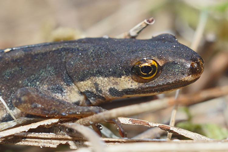 Image of Smooth Newt