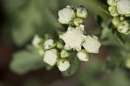 Image of Gray's feverfew